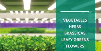 microgreens